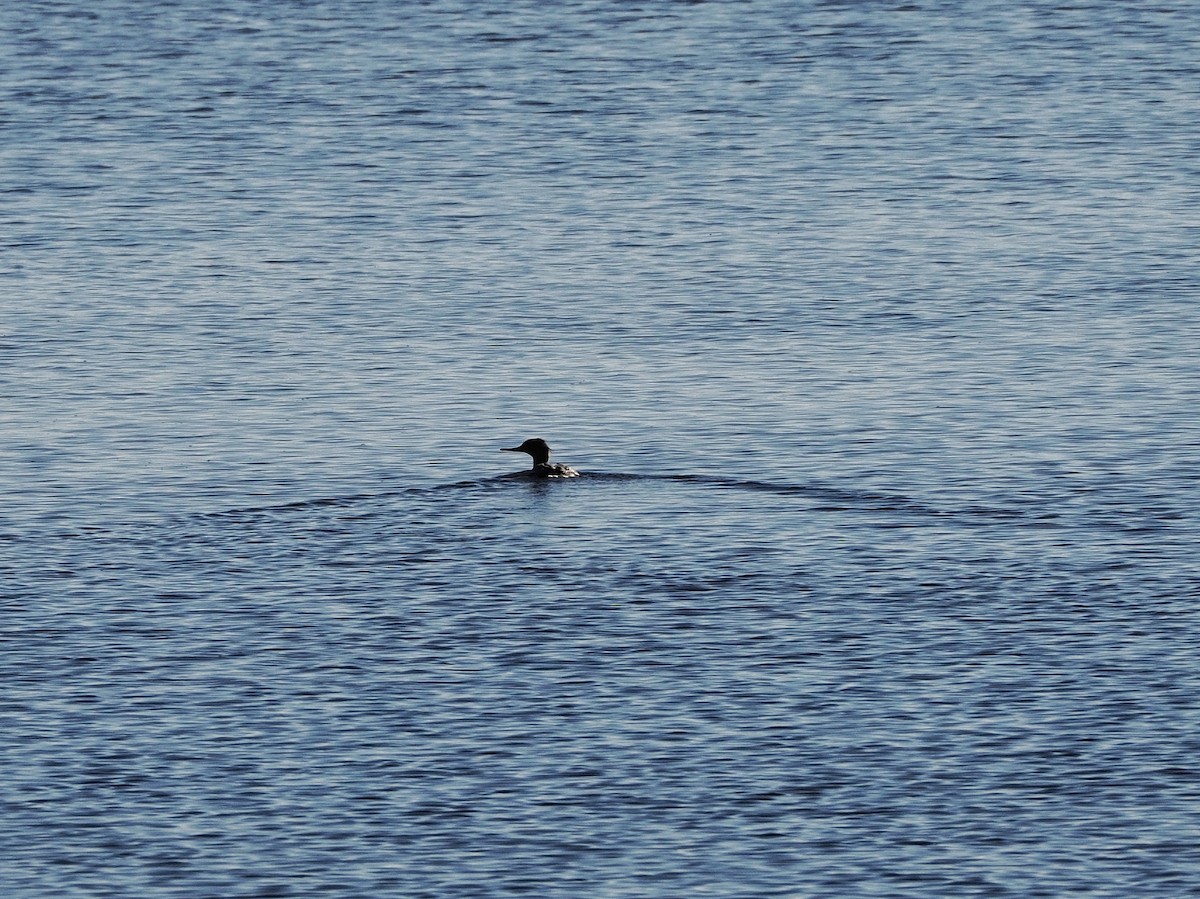 Red-breasted Merganser - ML628199528