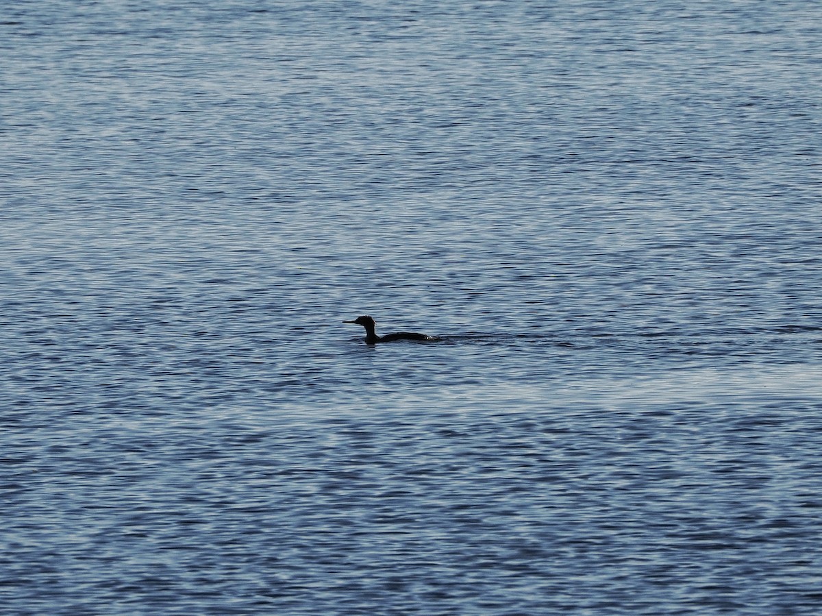 Red-breasted Merganser - ML628199529