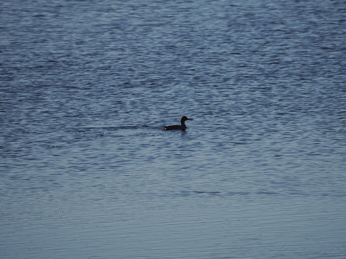 Red-breasted Merganser - ML628199530