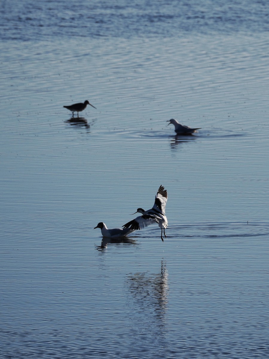 Pied Avocet - ML628199548