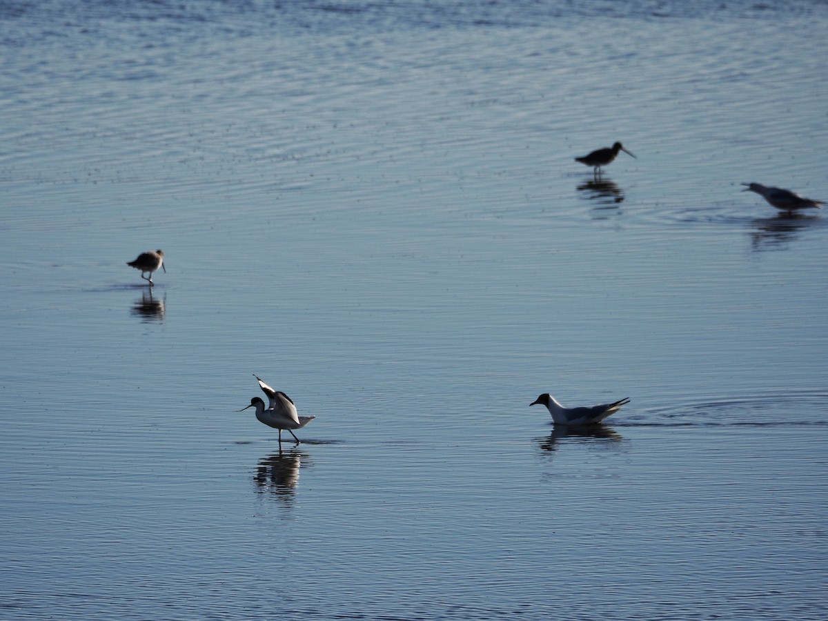 Pied Avocet - ML628199596