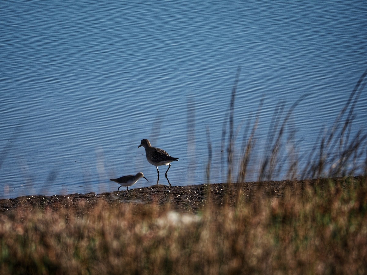 Black-bellied Plover - ML628199618