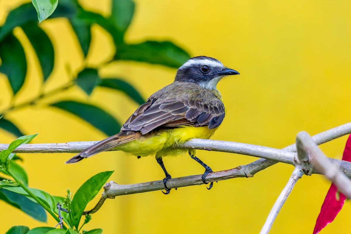 Rusty-margined Flycatcher - ML628199630
