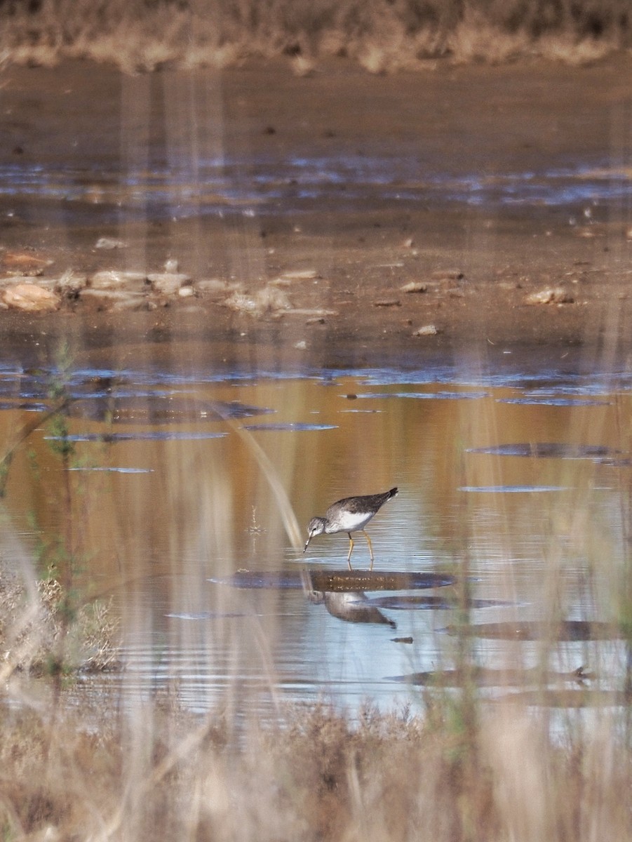 Lesser Yellowlegs - ML628199680