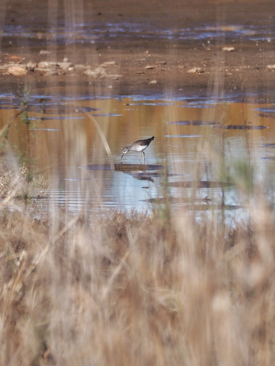Lesser Yellowlegs - ML628199681
