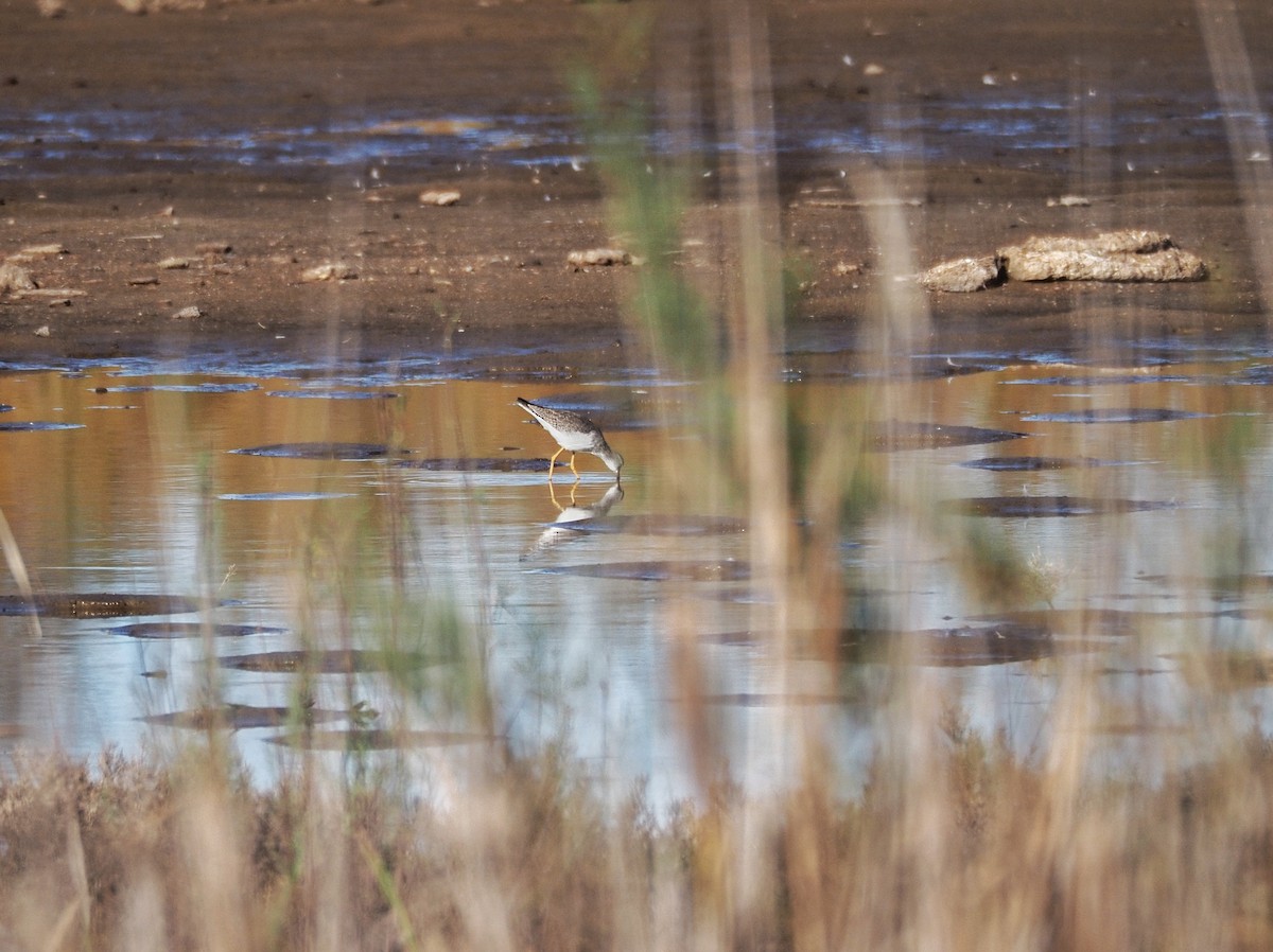 Lesser Yellowlegs - ML628199682