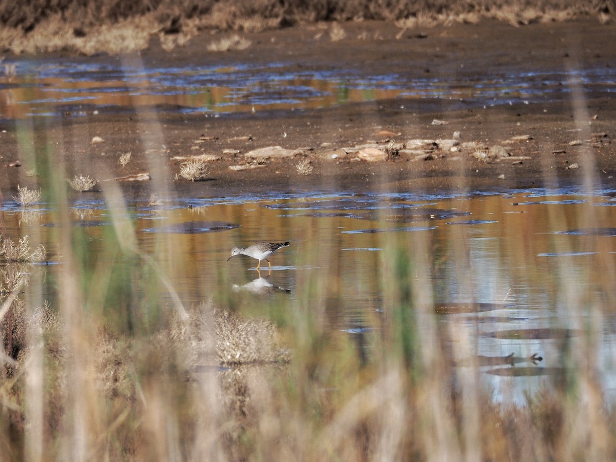 Lesser Yellowlegs - ML628199683