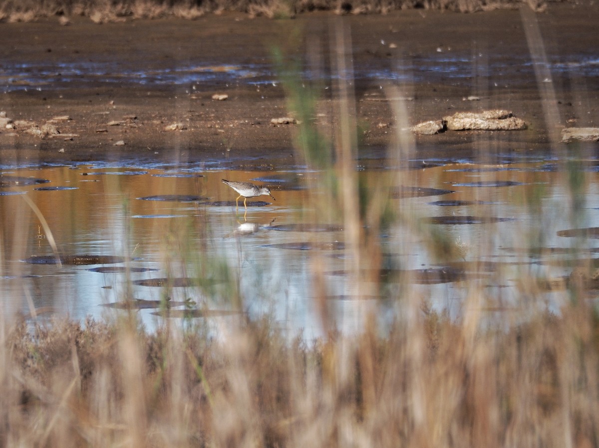 Lesser Yellowlegs - ML628199684
