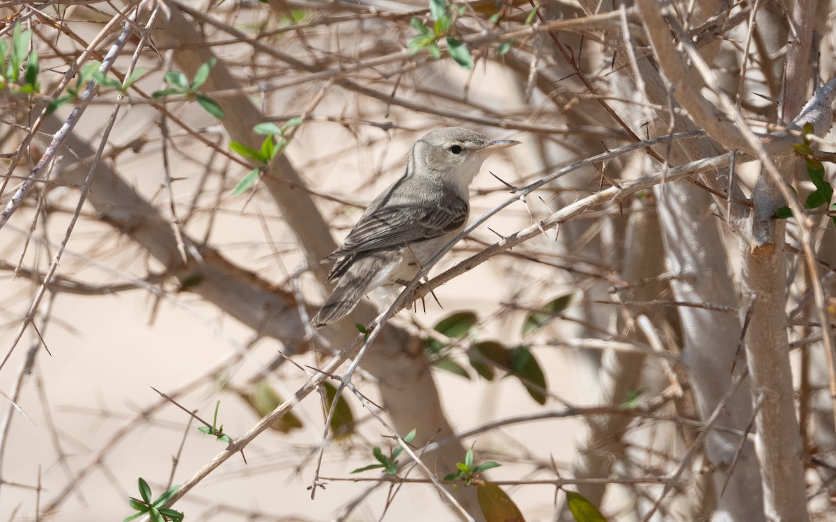 Eastern Olivaceous Warbler - ML628199792