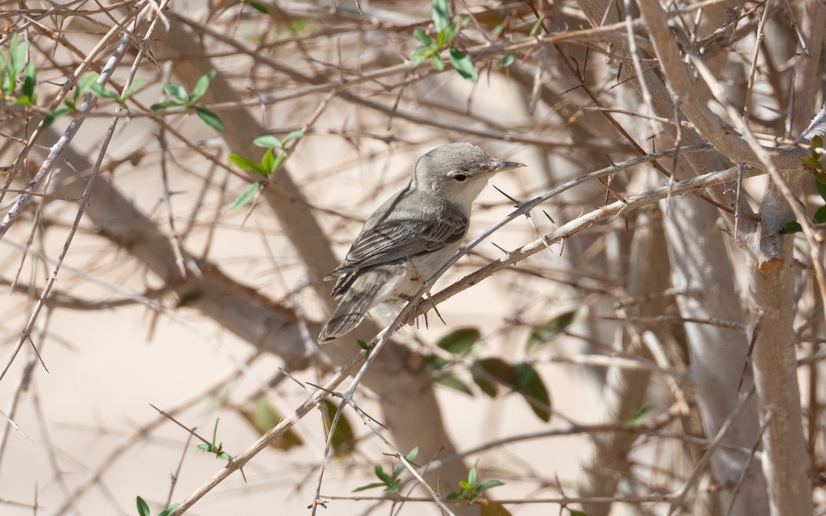 Eastern Olivaceous Warbler - ML628199793