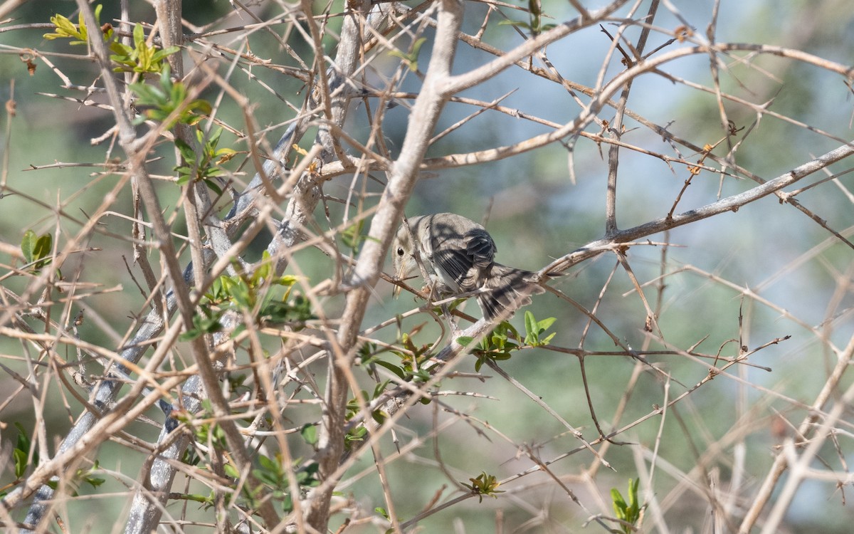 Eastern Olivaceous Warbler - ML628199794