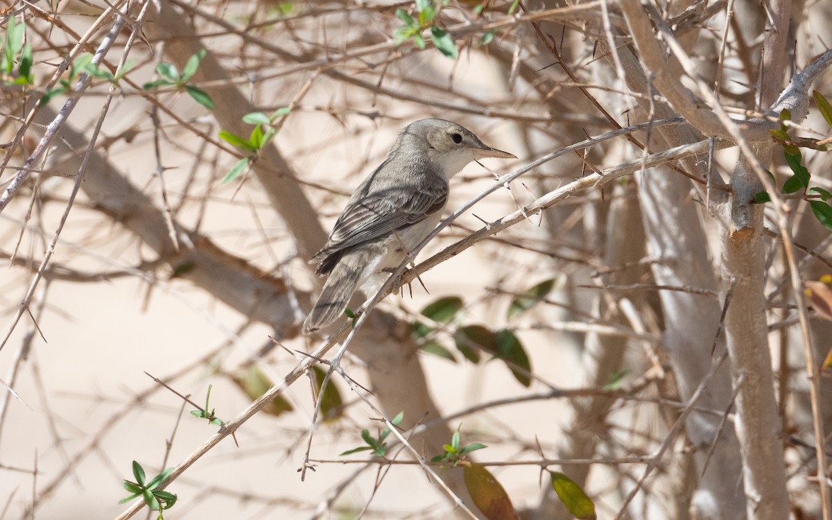 Eastern Olivaceous Warbler - ML628199795