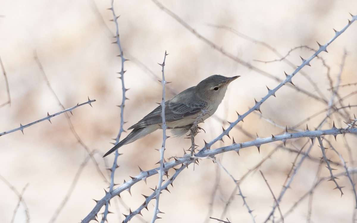 Eastern Olivaceous Warbler - ML628199796