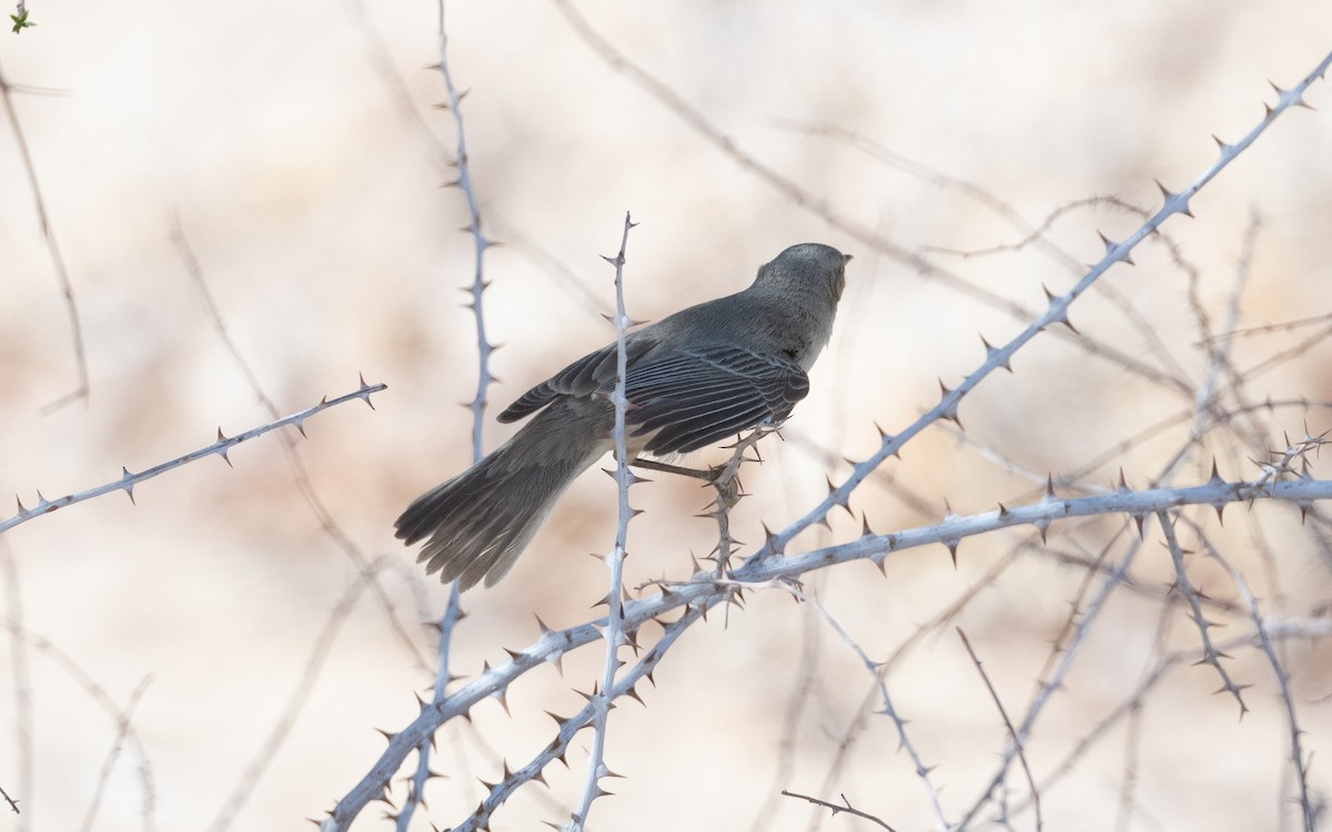 Eastern Olivaceous Warbler - ML628199797