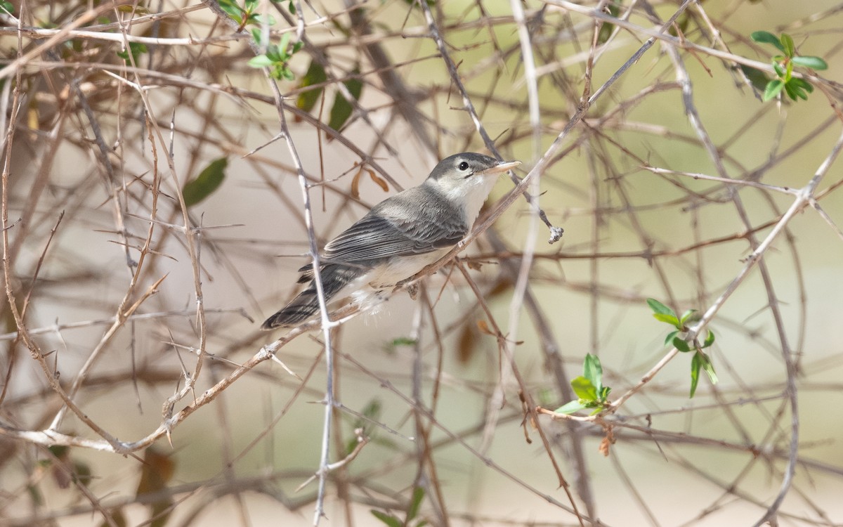 Eastern Olivaceous Warbler - ML628199799