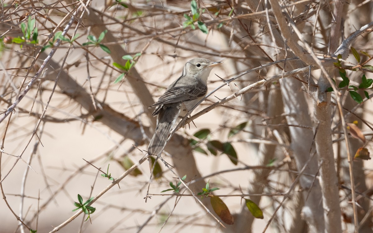 Eastern Olivaceous Warbler - ML628199800