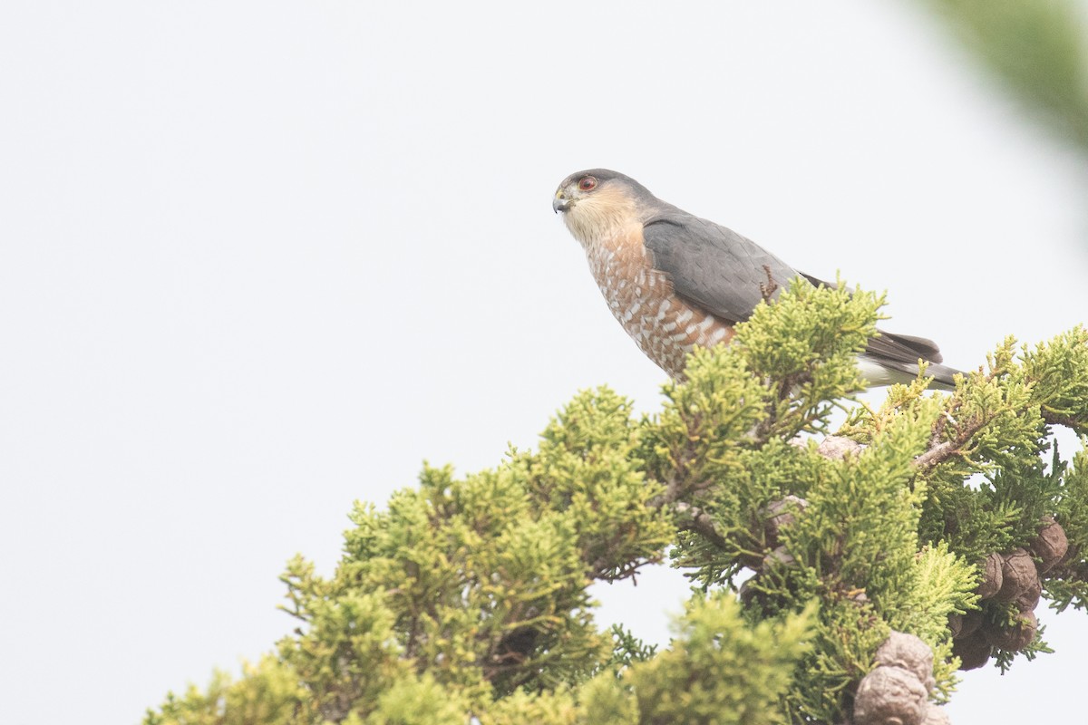 krahujec americký - ML628199851