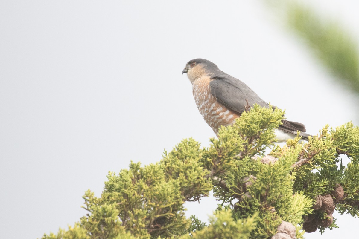 krahujec americký - ML628199852