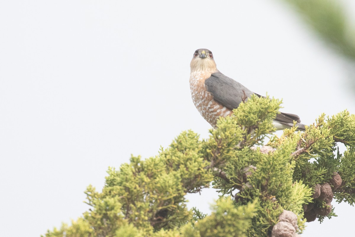 krahujec americký - ML628199853