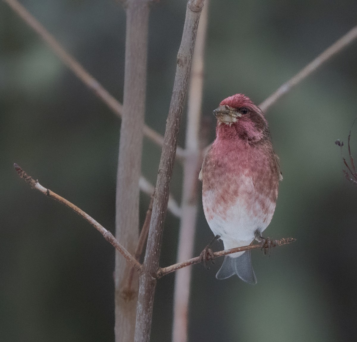 Purple Finch - ML628199909