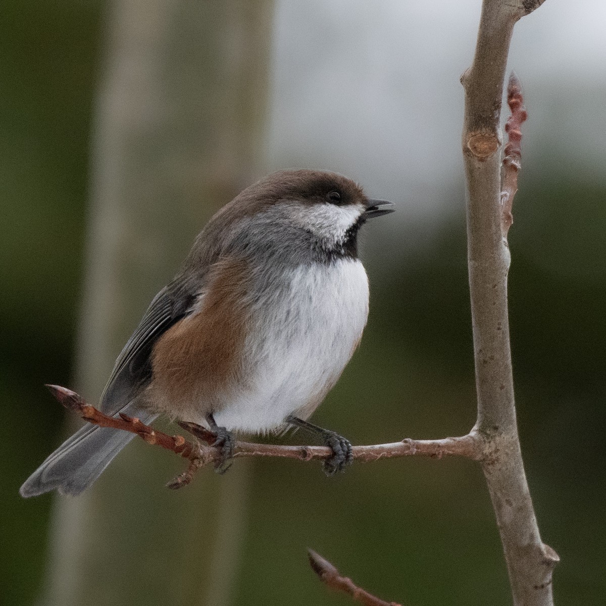 Boreal Chickadee - ML628199926