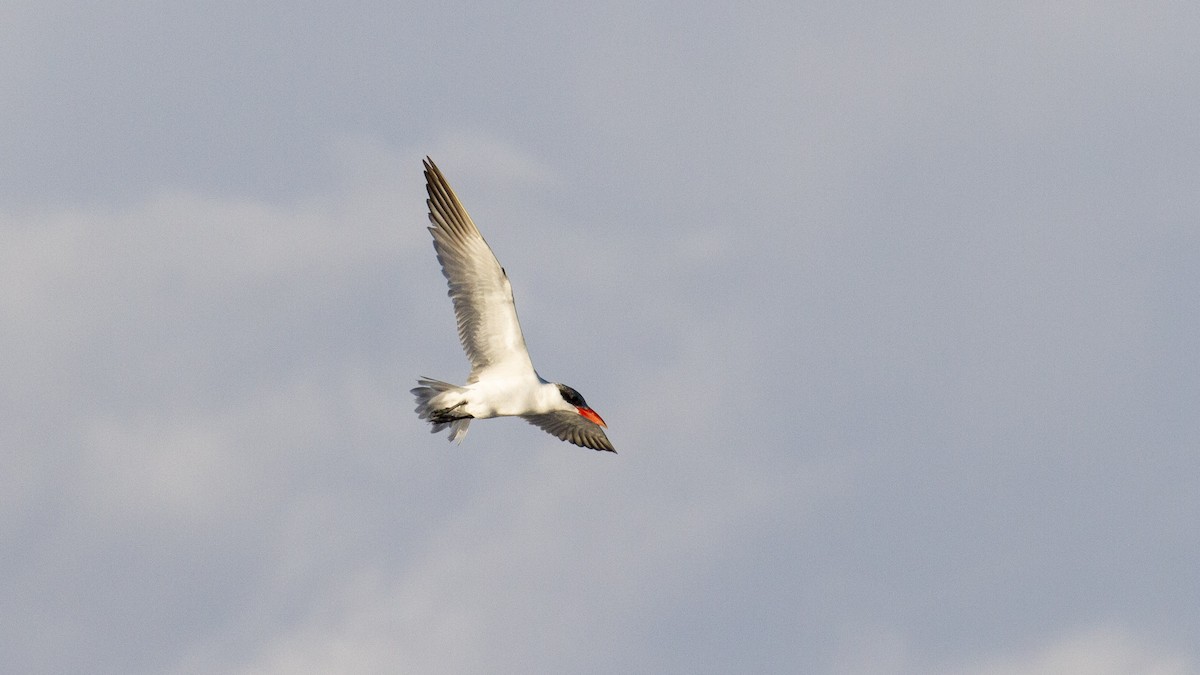 Caspian Tern - ML628200119