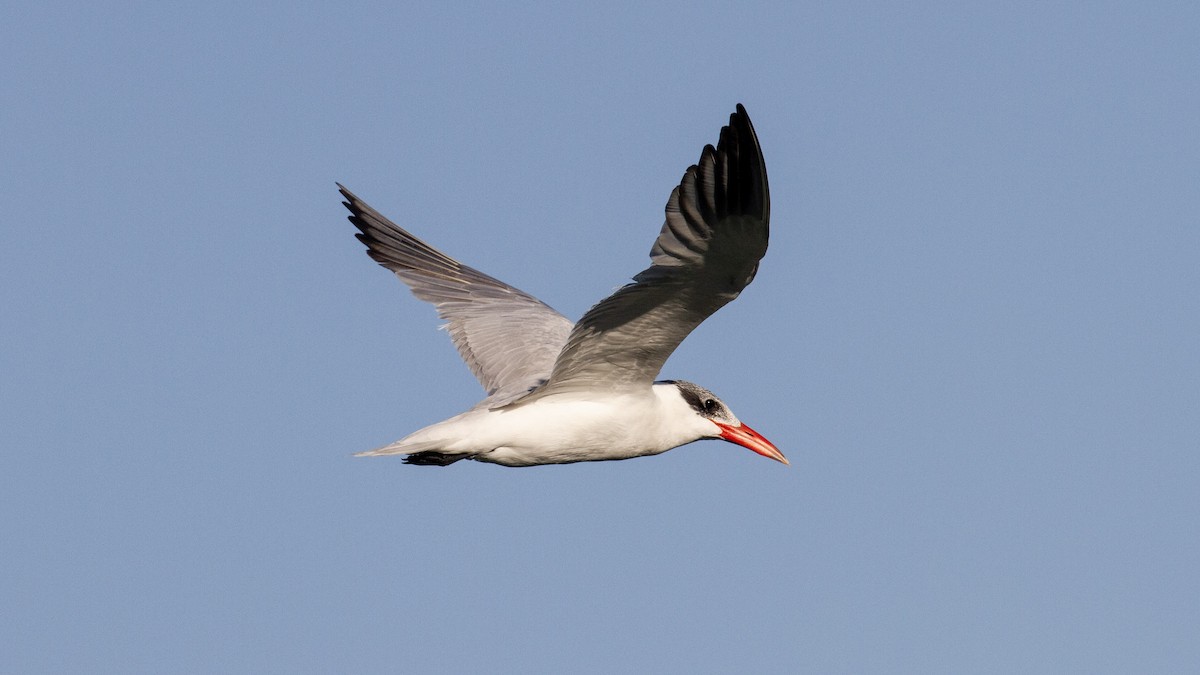 Caspian Tern - ML628200120