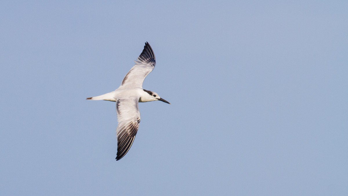Sandwich Tern - ML628200126