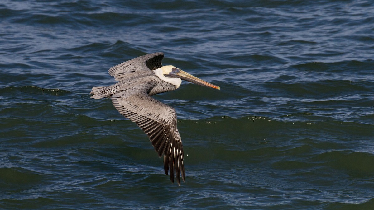Brown Pelican - ML628200129