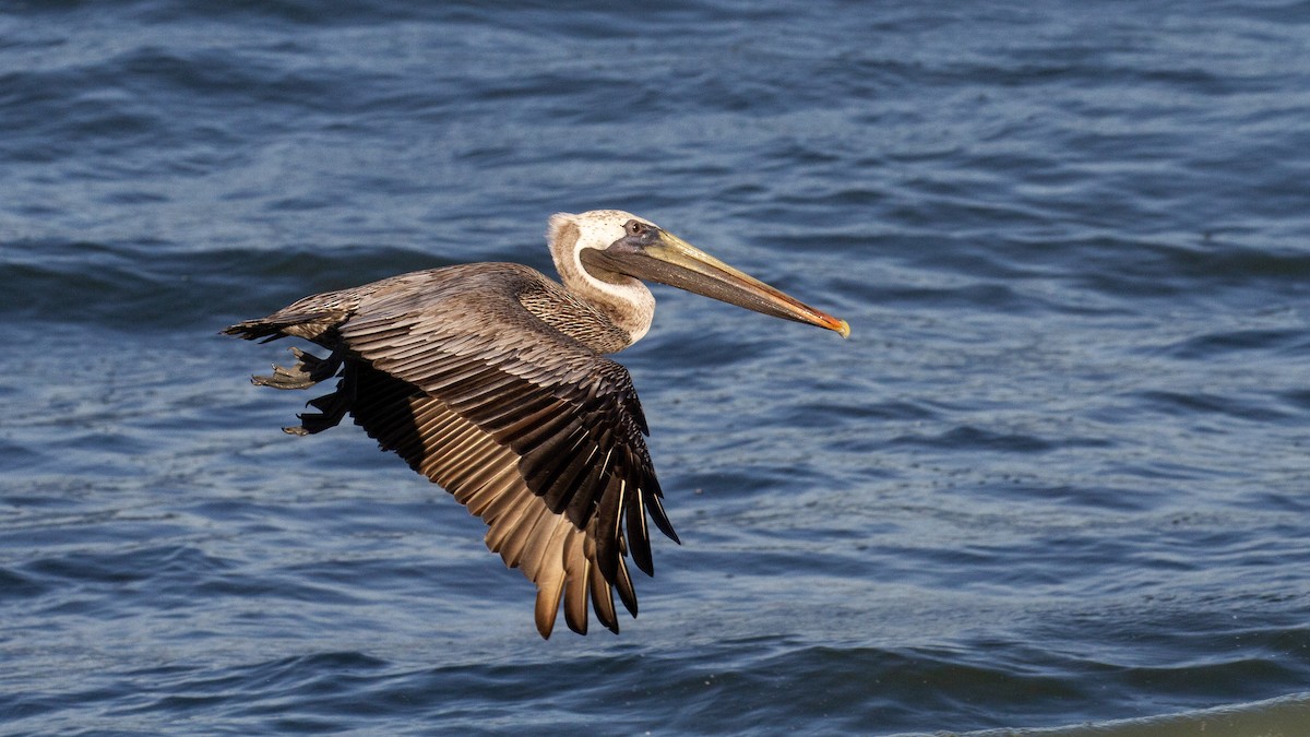 Brown Pelican - ML628200130