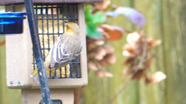 Bullock's Oriole - ML628200170