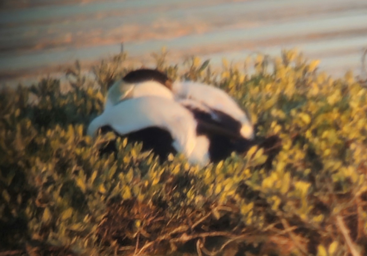 Common Eider - ML628200282