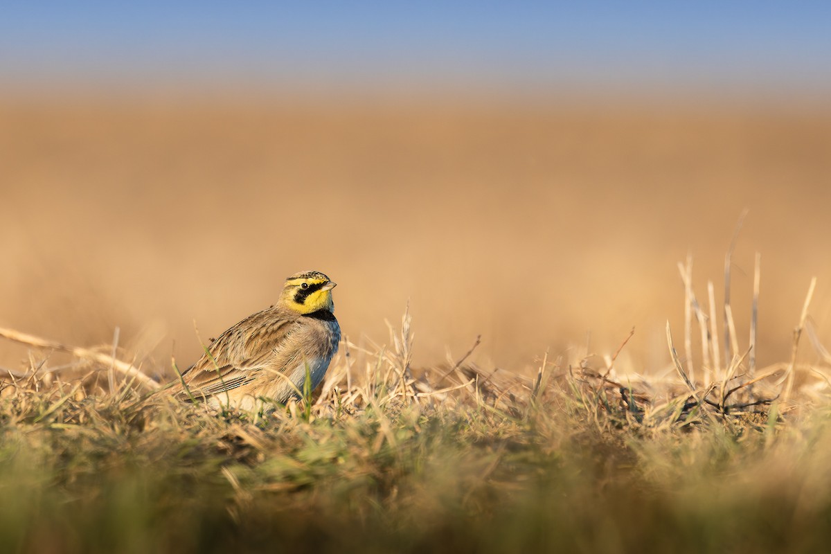 Horned Lark - ML628200377