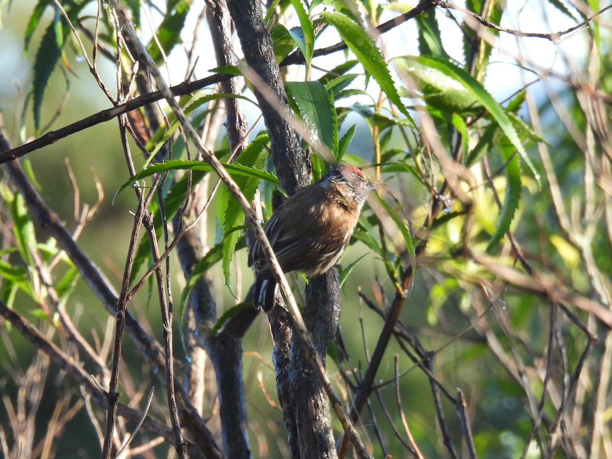 Mottled Piculet - ML628200408