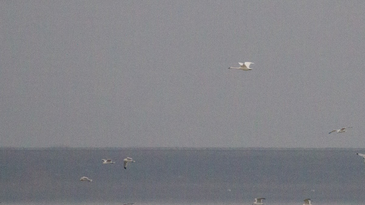 Tundra Swan - ML628200537