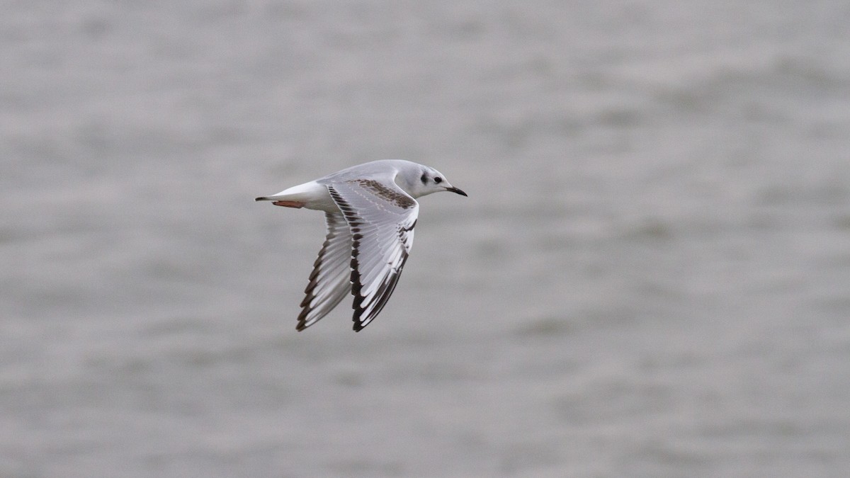 Bonaparte's Gull - ML628200539
