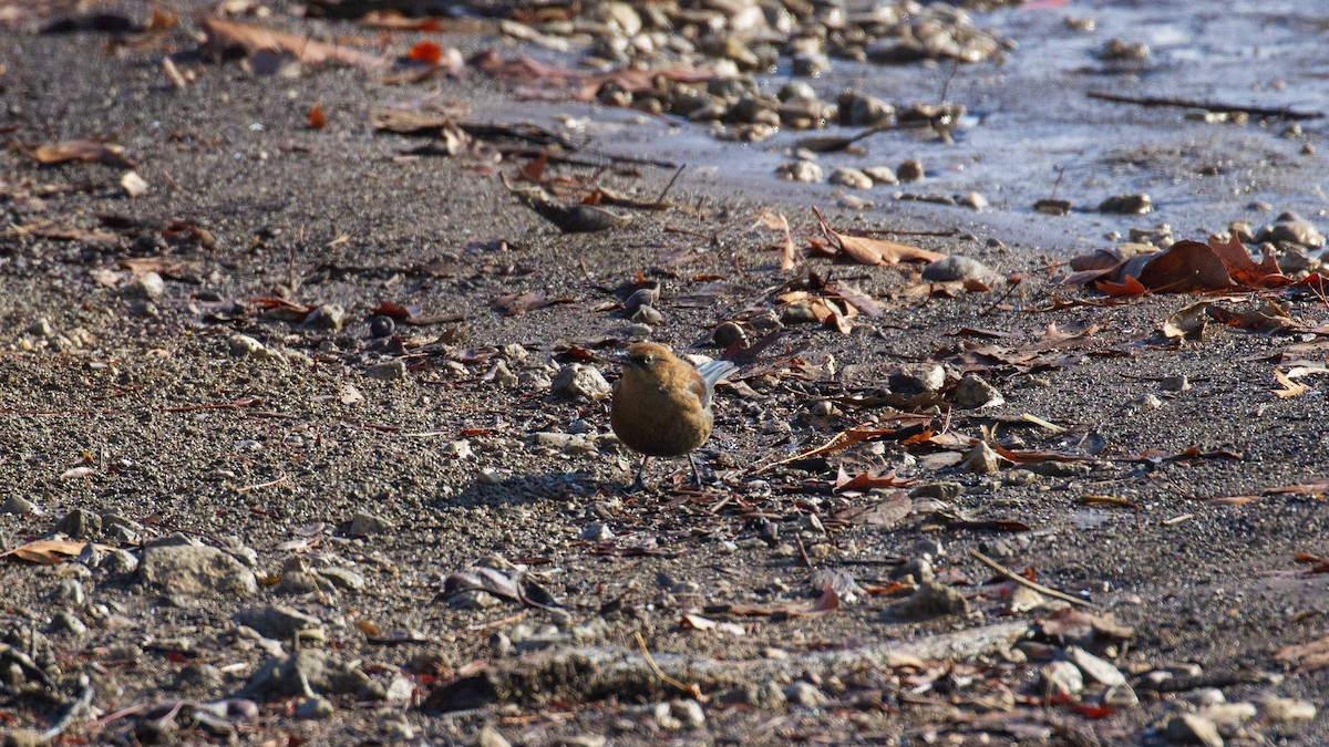Rusty Blackbird - ML628200635
