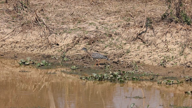 Sunbittern - ML628200667