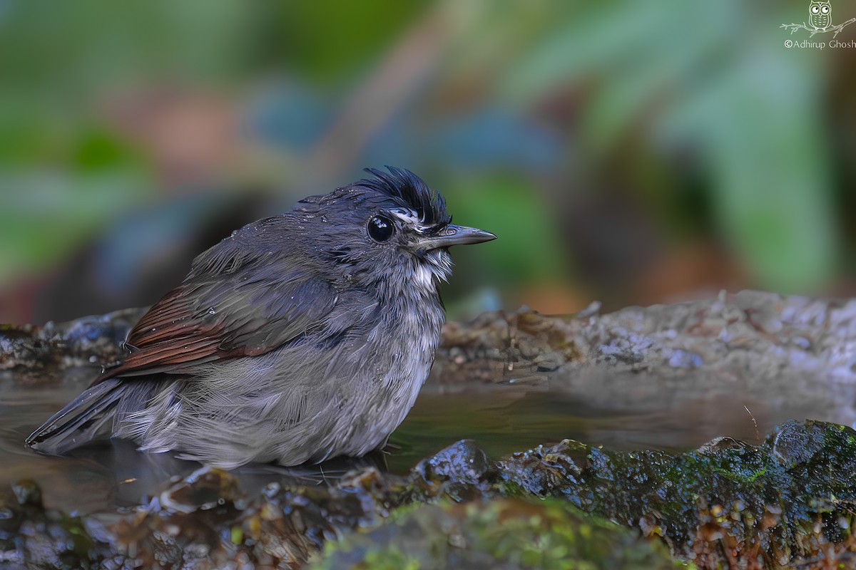 Lesser Shortwing - ML628200766