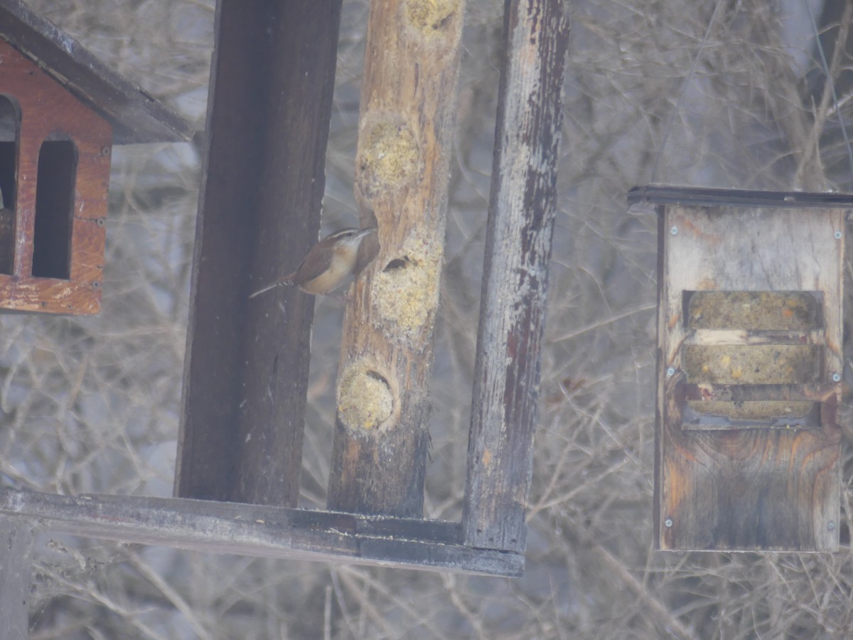 Carolina Wren - ML628200937