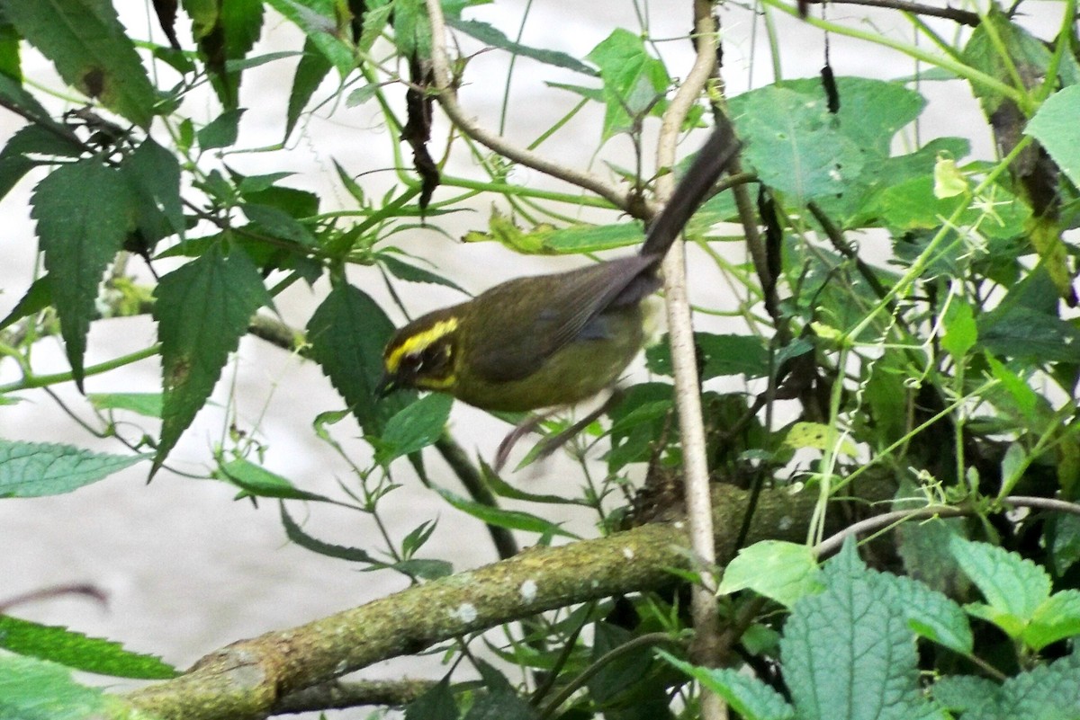 Yellow-striped Brushfinch - ML628201175