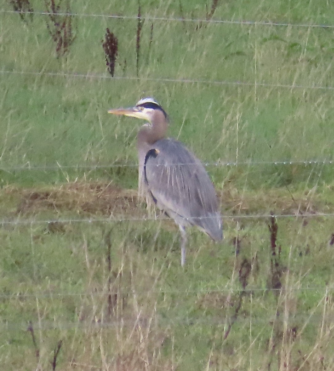 Great Blue Heron - ML628201206