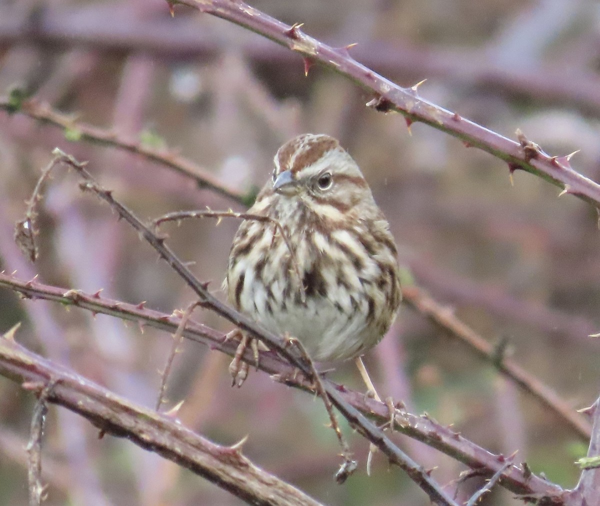 Song Sparrow - ML628201292
