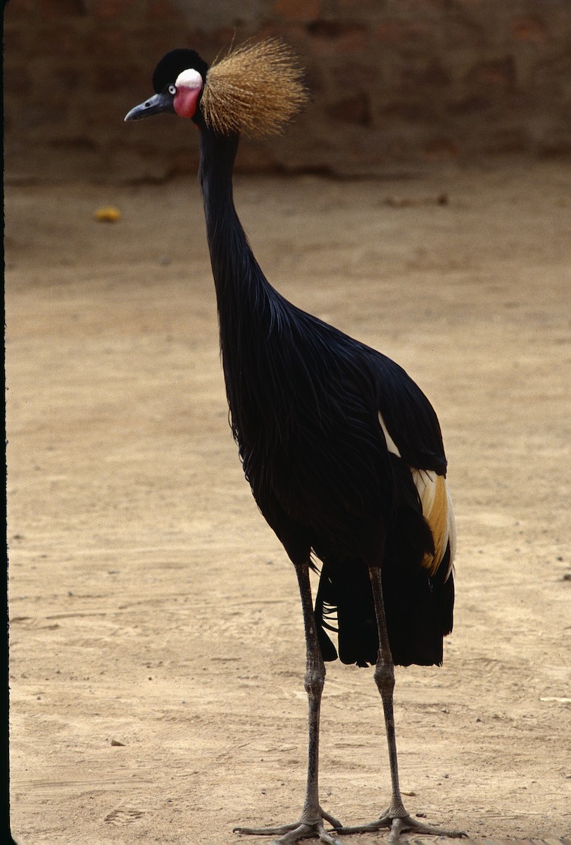 Black Crowned-Crane - Timothy Gluch