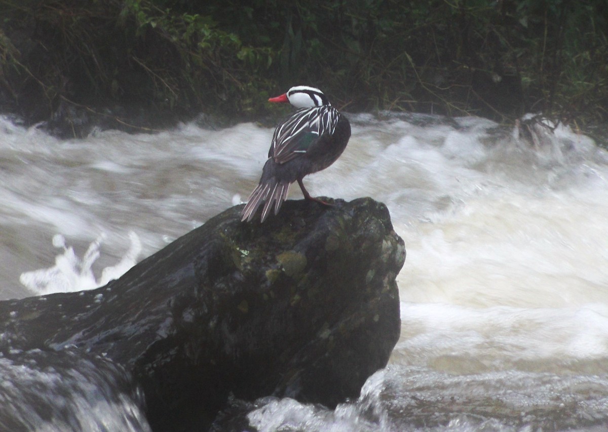 Torrent Duck - ML628201336