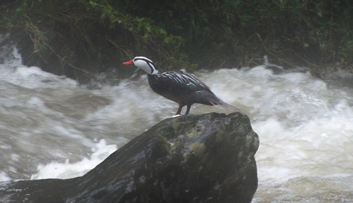 Torrent Duck - ML628201337