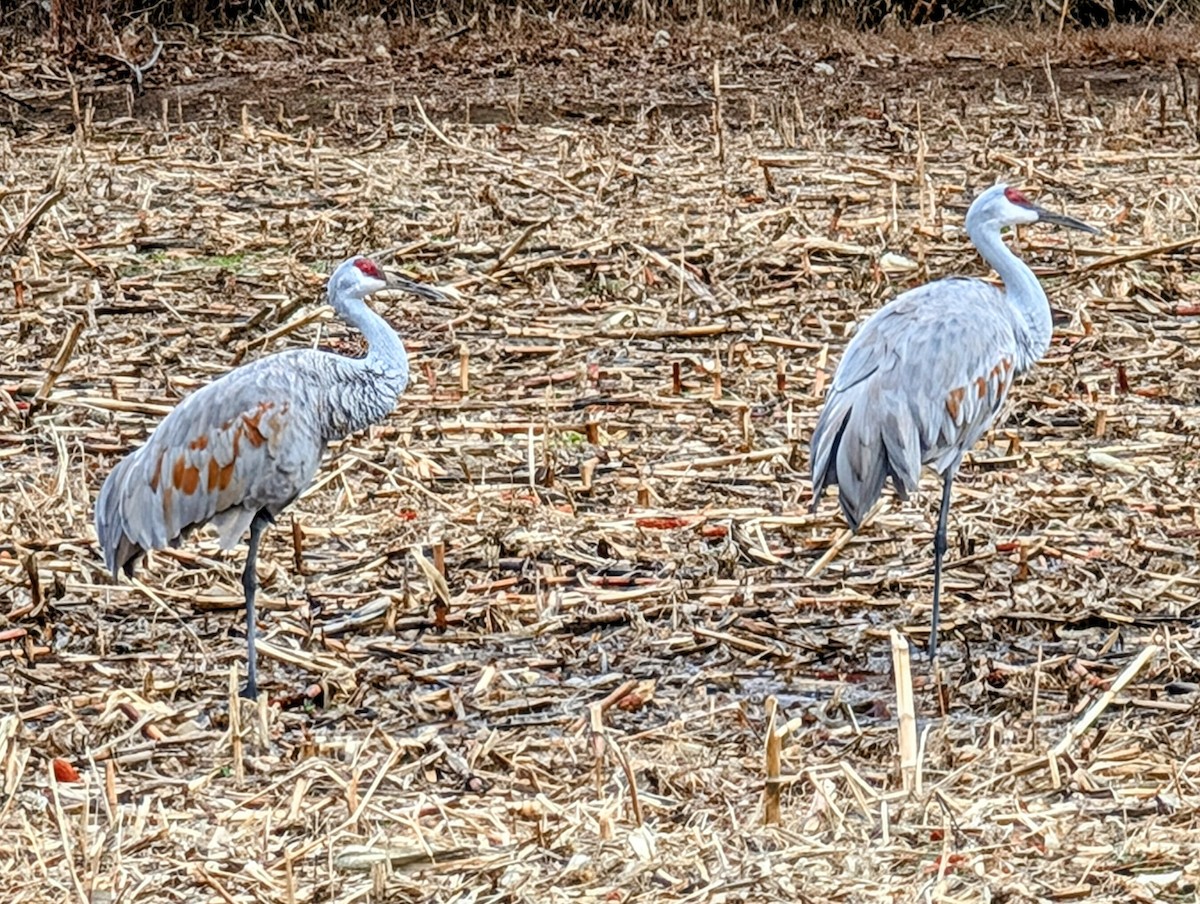 Sandhill Crane - ML628201381