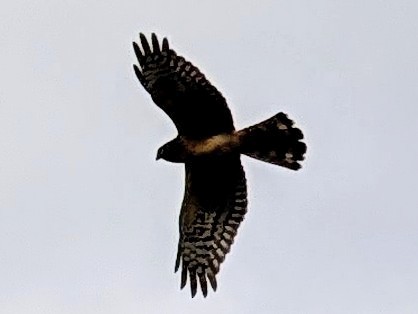 Northern Harrier - ML628201399