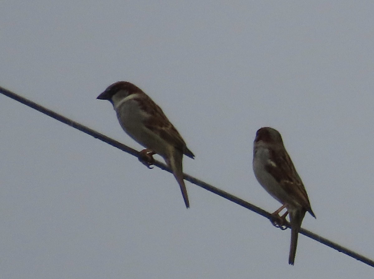 House Sparrow - ML628201482