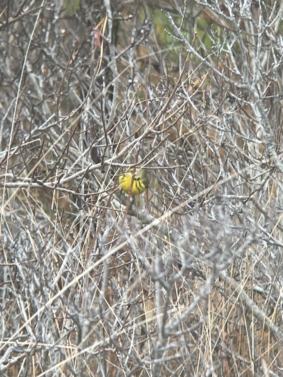 Prairie Warbler - ML628201555